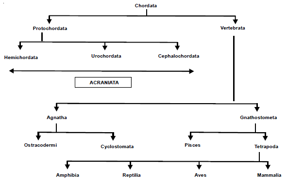 1706_animal classification2.png